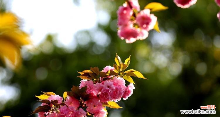 樱花花语的深意与文化魅力 樱花的花语与寓意——春天中的美丽寓言