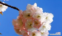 绽放希望与繁荣，樱花令人心醉的神奇魅力 樱花花语与象征意义——相伴春天的美丽