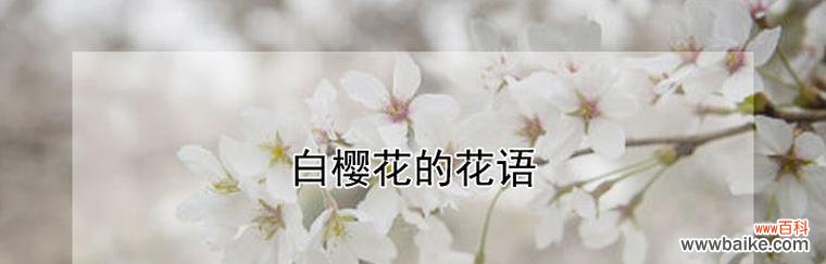 探寻樱花花语的深层含义 樱花花语