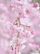 探寻樱花花语的深层含义 樱花花语