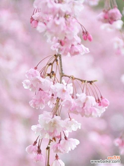 探寻樱花花语的深层含义 樱花花语