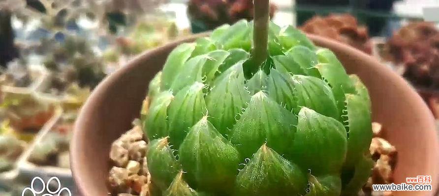 探寻樱水晶的花语寓意 樱水晶花语