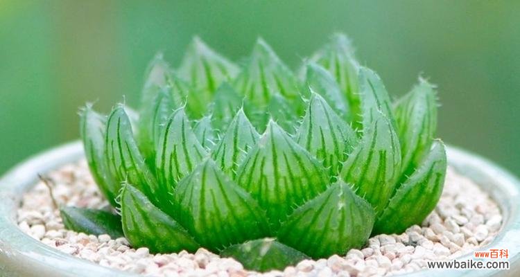 探寻樱水晶的花语寓意 樱水晶花语