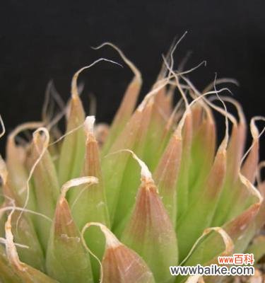 探寻樱水晶的花语寓意 樱水晶花语