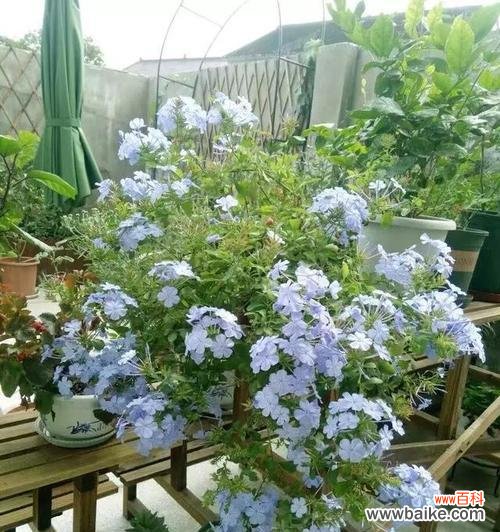 樱水晶,守护心灵的花石 探寻樱水晶的花语与寓意