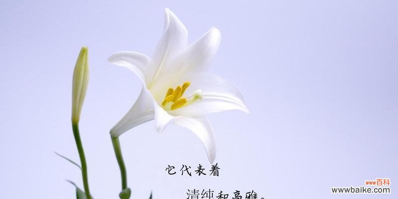樱水晶,守护心灵的花石 探寻樱水晶的花语与寓意