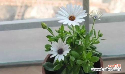 樱水晶,守护心灵的花石 探寻樱水晶的花语与寓意