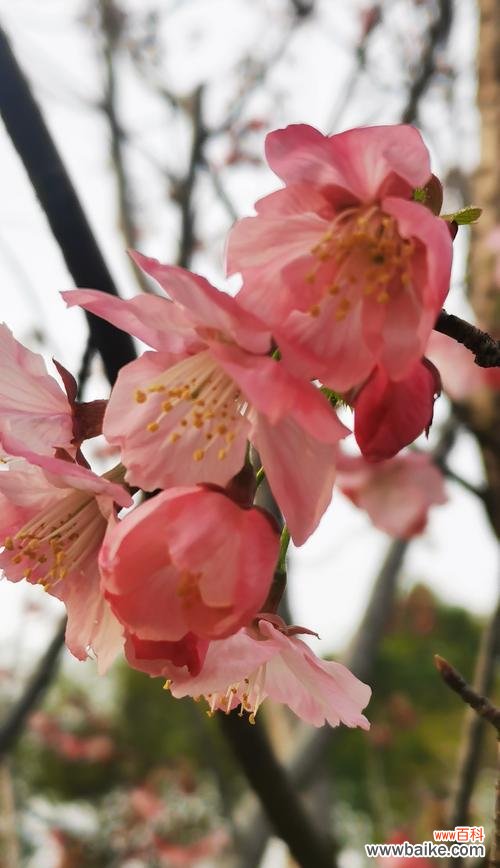 探索樱花花语的美妙意义 樱花花语的深刻寓意