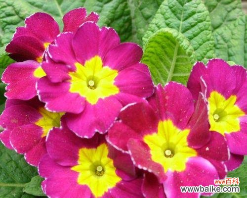 揭开春天之门的迎春花,散发希望和新生的气息 迎春花的美丽寓意与象征