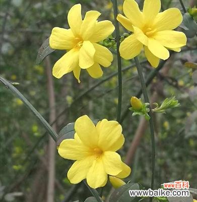 春天的使者——迎春花 迎春花的花语