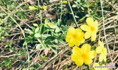 春天的使者——迎春花 迎春花的花语