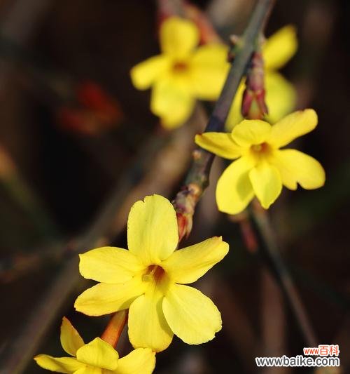 以迎春花的花语感受新年的希望与祝福 迎春花