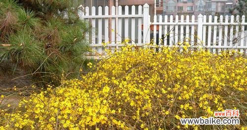 以迎春花的花语感受新年的希望与祝福 迎春花