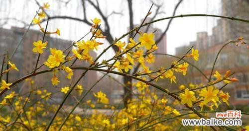 以迎春花的花语感受新年的希望与祝福 迎春花