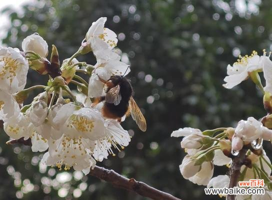 樱桃花的花语解读及传达方法 樱桃花的花语——传递温馨和美好