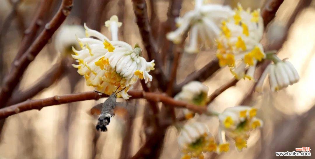 樱桃花的花语解读及传达方法 樱桃花的花语——传递温馨和美好