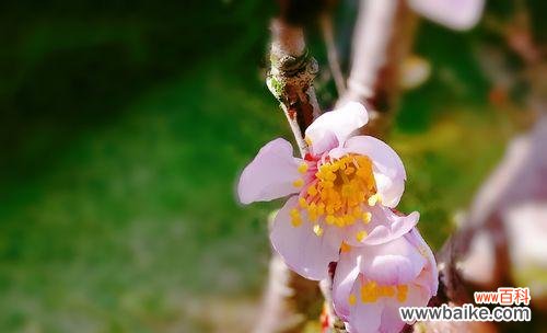 樱桃花的花语解读及传达方法 樱桃花的花语——传递温馨和美好