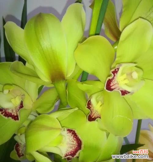 探寻蕙兰花的内涵和美丽 以蕙兰的花语和象征意义为主题的文章