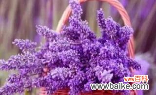 探索薰衣草的花语及其背后的深意 薰衣草之语