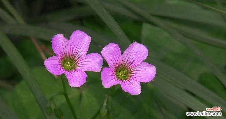 以生命之花点亮人生的美丽 醡浆草花语