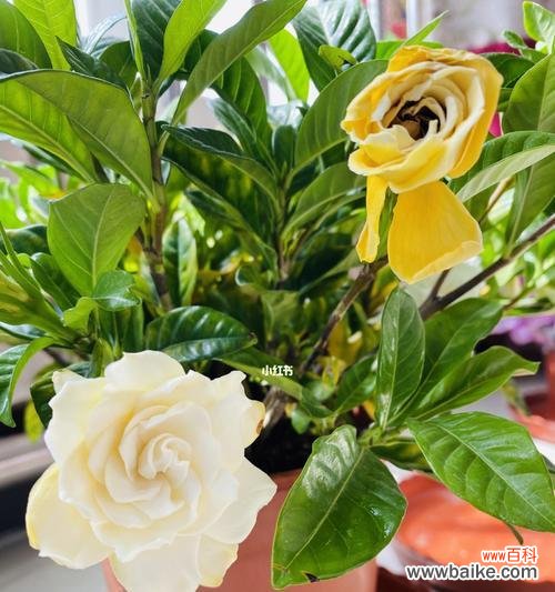 栀子花的美丽故事与文化内涵 栀子花的象征与寓意