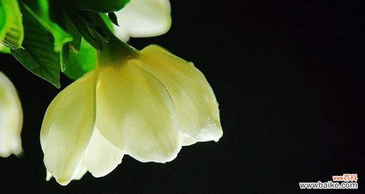 以栀子花花语传递温馨和喜悦 栀子花