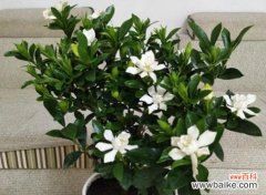 以栀子花花语怎么养 栀子花养护指南