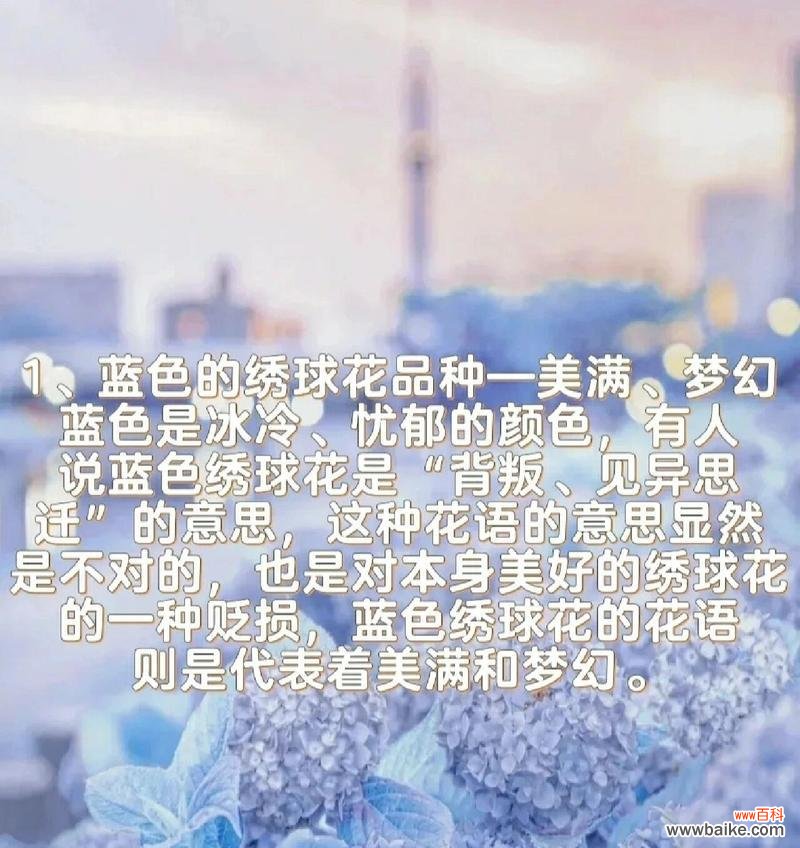 樱花绣球的寓意及其花语是什么？