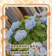 樱花绣球的寓意及其花语是什么？