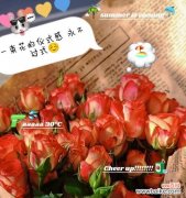 哪朵花象征着极致的浪漫花语？