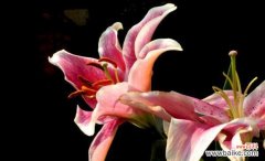 肉莲的花语有何特别之处？代表什么意义？