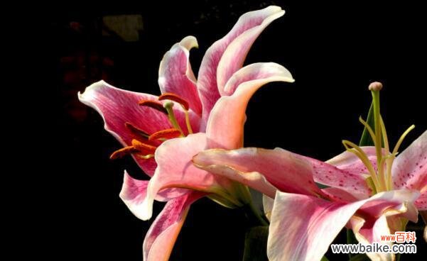 肉莲的花语有何特别之处?代表什么意义?