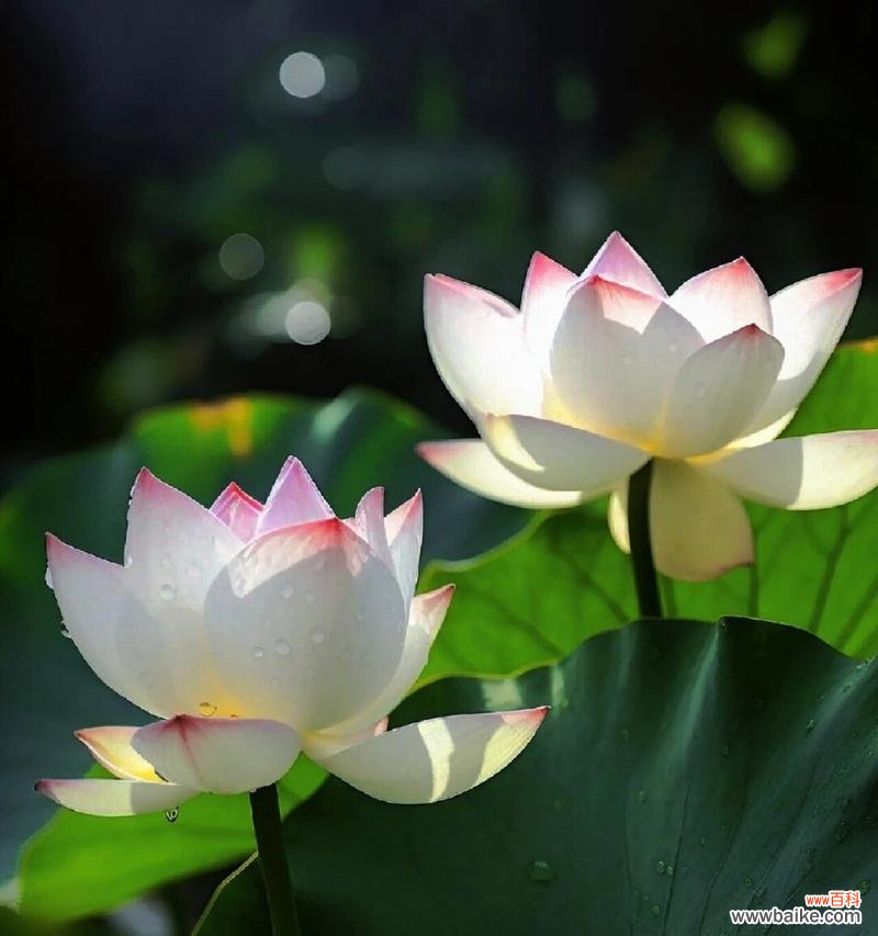 肉莲的花语有何特别之处?代表什么意义?