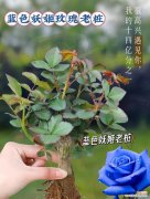 冷漠神秘的花语是什么花？哪种花代表神秘与冷漠？
