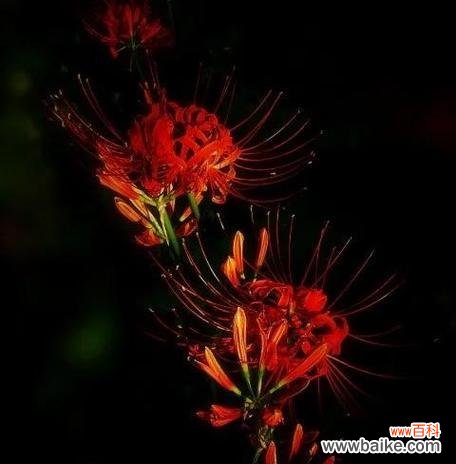 冷漠神秘的花语是什么花？哪种花代表神秘与冷漠？