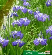 希腊人发明的花语有何深层含义？