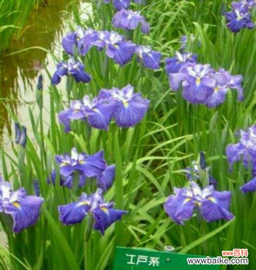 希腊人发明的花语有何深层含义?