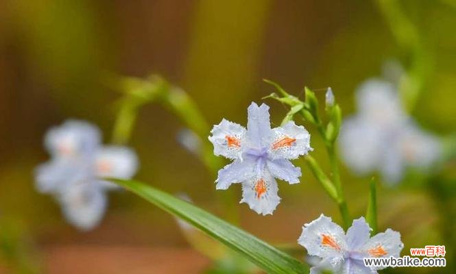 希腊人发明的花语有何深层含义?