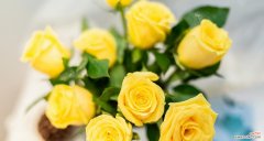 纷飞的花语具体表达什么情感？