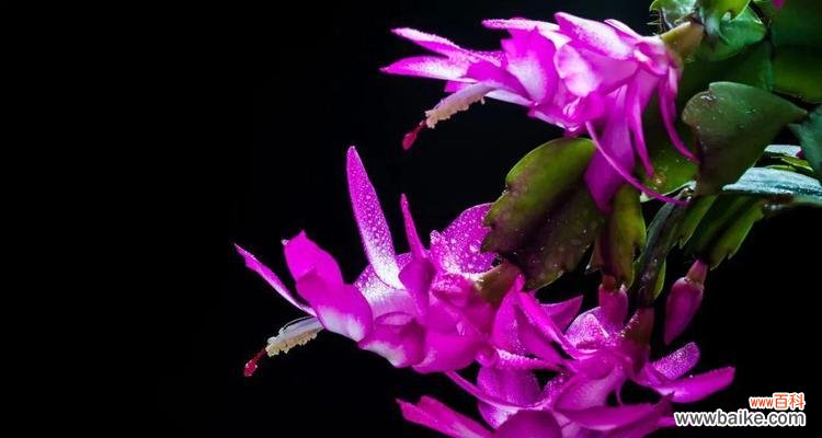 接蟹爪兰的花语代表什么？蟹爪兰的养护与花语有何关联？