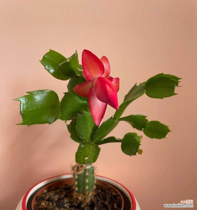 接蟹爪兰的花语代表什么？蟹爪兰的养护与花语有何关联？