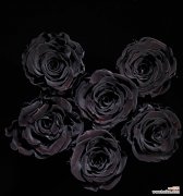 表达死亡愿望的花语是什么？它通常用于什么场合？