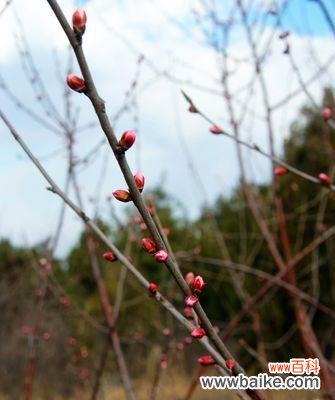 旭坤蓝山花语档次如何？旭坤蓝山花语代表什么？
