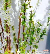 雪柳加郁金香花语是什么？这组合花语有何特别之处？