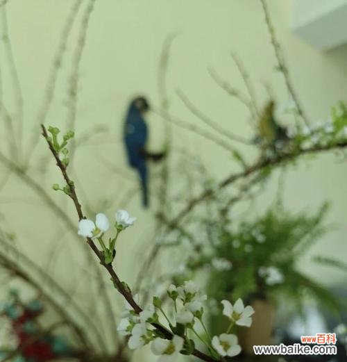 雪柳加郁金香花语是什么？这组合花语有何特别之处？