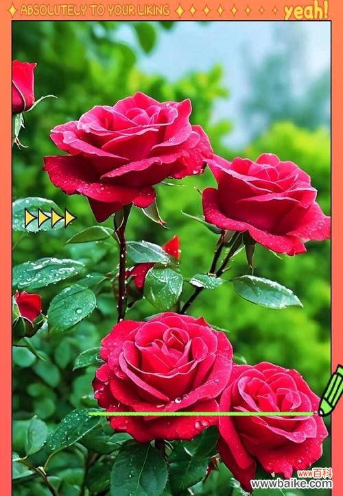 45朵玫瑰花代表了什么特别的意义？