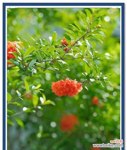 墨石榴花的花语有何特别之处？