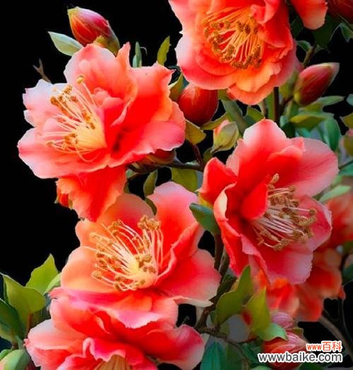 墨石榴花的花语有何特别之处？