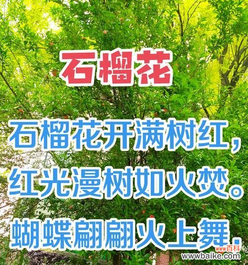 墨石榴花的花语有何特别之处？