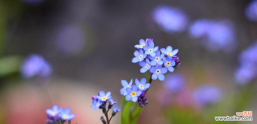 早遇良缘花语有何含义？它在情感表达中扮演什么角色？